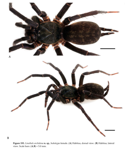 Linothele megatheloides powraca do starej nazwy Przegląd pająków z