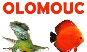 ✅ [Czechy – Ołomuniec] Aquatera Olomouc – 14 Listopada 2026