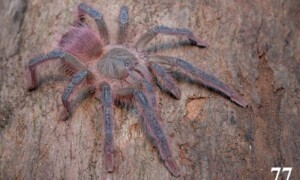 Nadrzewny Pamphobeteus. Czy to w ogóle możliwe? 5 nowych gatunków ptaszników