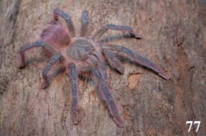 Nadrzewny Pamphobeteus. Czy to w ogóle możliwe? 5 nowych gatunków ptaszników