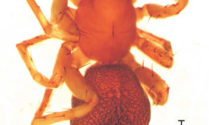 Nowy gatunek pająka w faunie Polski – Clubiona saxatilis