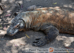 Varanus komodoensis – waran z komodo