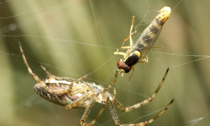Arachnida – pajęczaki
