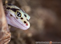 Genetyka – podstawy dziedziczenia na podstawie gekona lamparciego