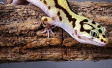 Genetyka w terrarystyce