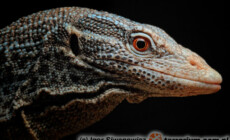 Varanus macraei