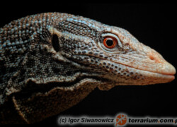Varanus macraei