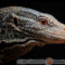 Varanus macraei