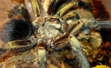 Phormictopus auratus – ptasznik złocisty