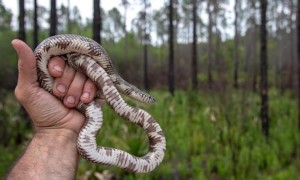 Lampropeltis meansi – lancetogłów błotny