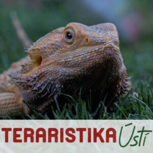 ✅ [Czechy - Uście nad Łabą] Teraristika Usti (16 Czerwca 2024 r.)