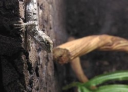 Diploderma splendidum (dawniej Japalura splendida) – Raport rozmnożenia