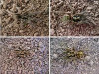 Nowy rodzaj – Neoholothele (gen. nov.)