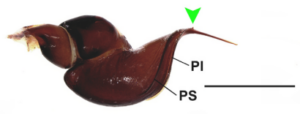 Plesiopelma absconditus - Nowy gatunek ptasznika