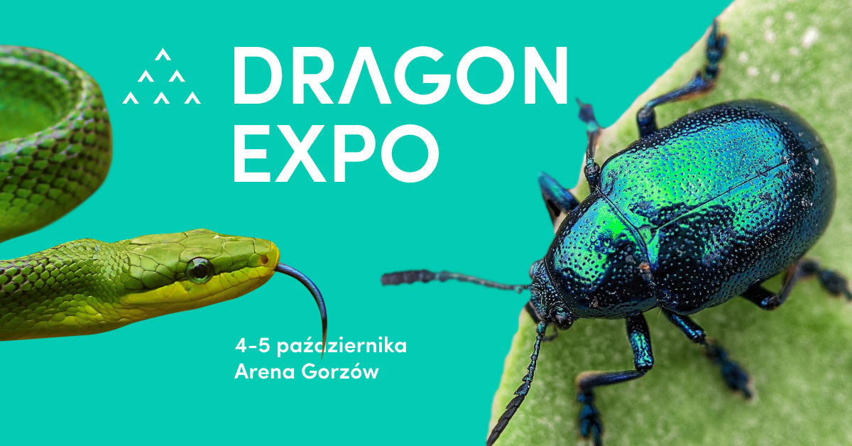 Plakat – 2025-10-04,05 – Dragon Expo (Gorzów Wlkp)