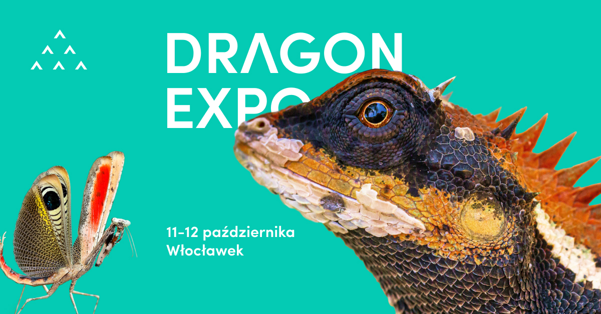 Plakat – 2025-10-11,12 – Dragon Expo (Włocławek)
