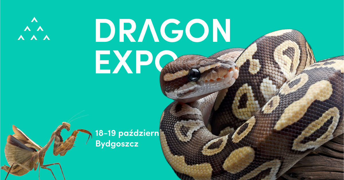 Plakat – 2025-10-18,19 – Dragon Expo (Bydgoszcz)