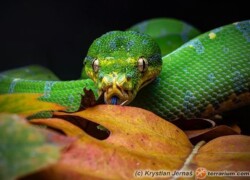 Greg Maxwell – wywiad