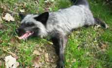 Vulpes vulpes – lis rudy