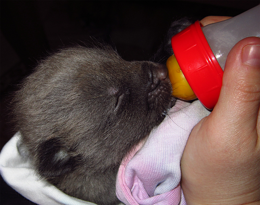 Silver na ręcznym wykarmieniu