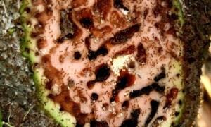 Na Fidżi mrówki nauczyły się hodować rośliny, by stanowiły dom dla ich ogromnych kolonii