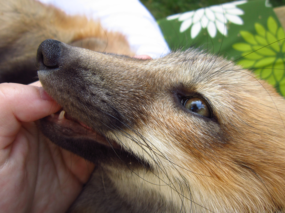 Vulpes vulpes Smokey Red 2