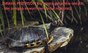 Żółw ozdobny (Pixabay.com)