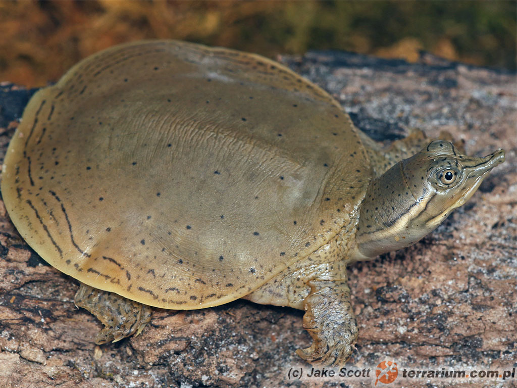 Apalone spinifera spinifera – żółwiak kolcowaty