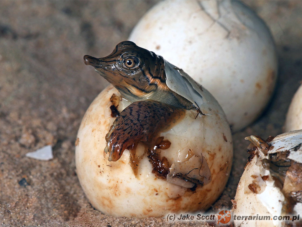 Apalone spinifera aspera – żółwiak kolcowaty