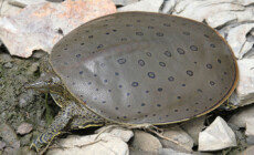 Apalone spinifera – żółwiak kolcowaty