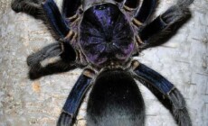 Phormictopus sp. 'Dominican purple’ – ptasznik