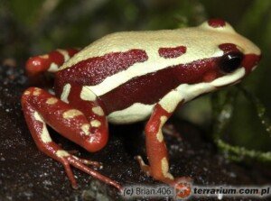 Epipedobates tricolor – drzewołaz trójbarwny