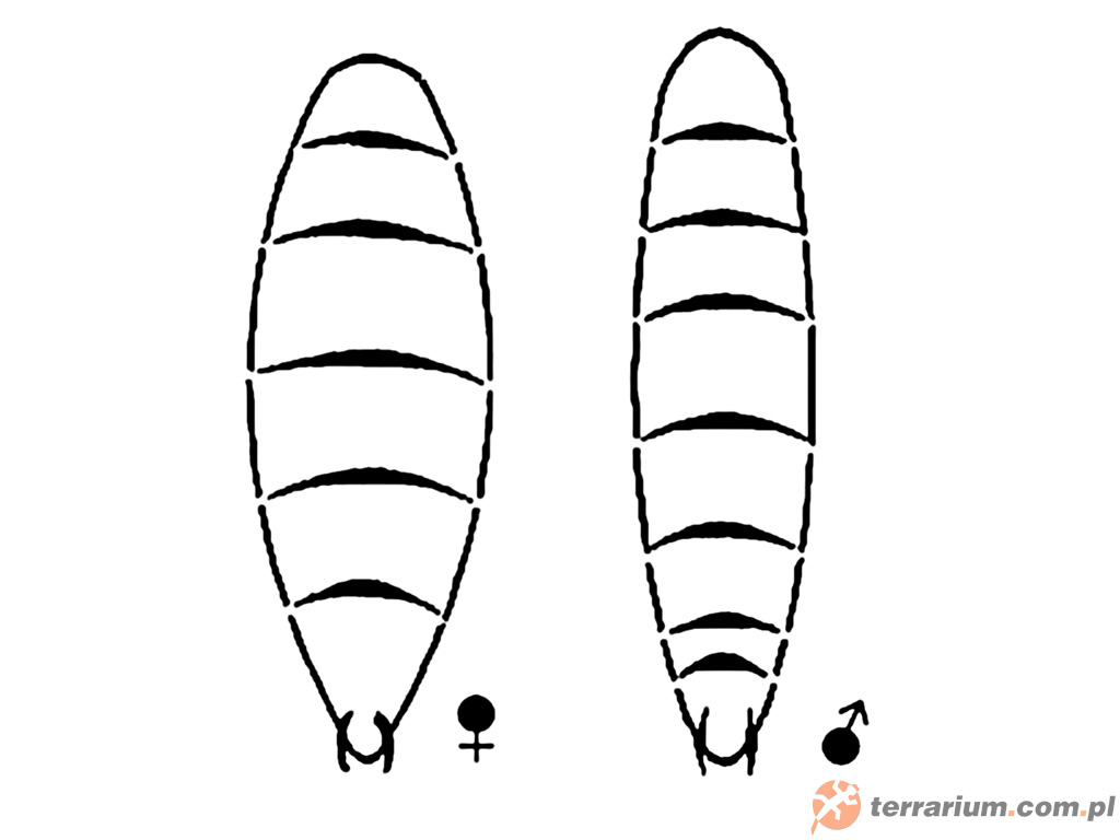 Modliszki – rozpoznawanie płci
