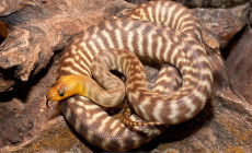 Aspidites ramsayi – pyton żółtogłowy