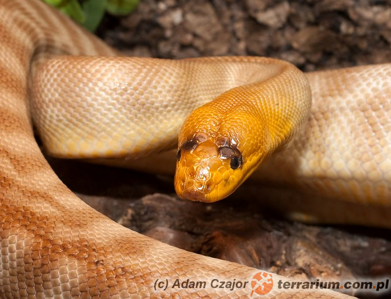 Aspidites ramsayi – pyton żółtogłowy