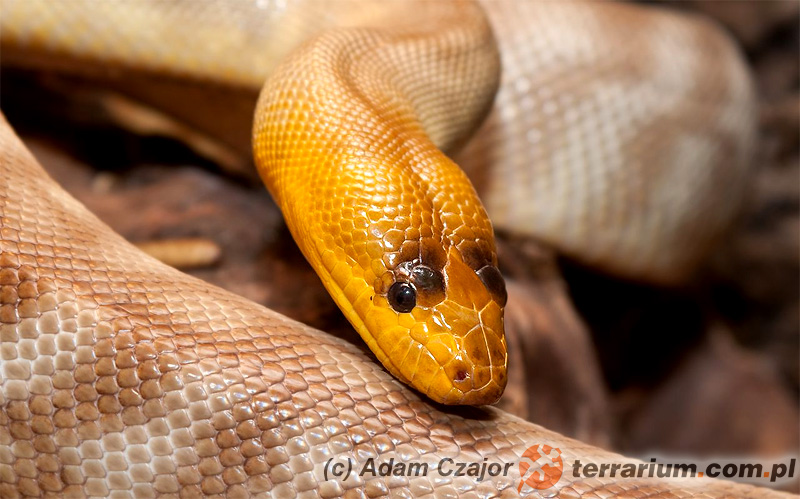 Aspidites ramsayi – pyton żółtogłowy