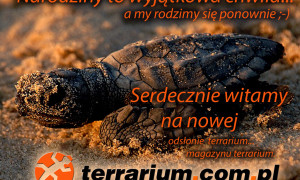 Nowa odsłona terrarium.com.pl, czyli magazyn terrarium!