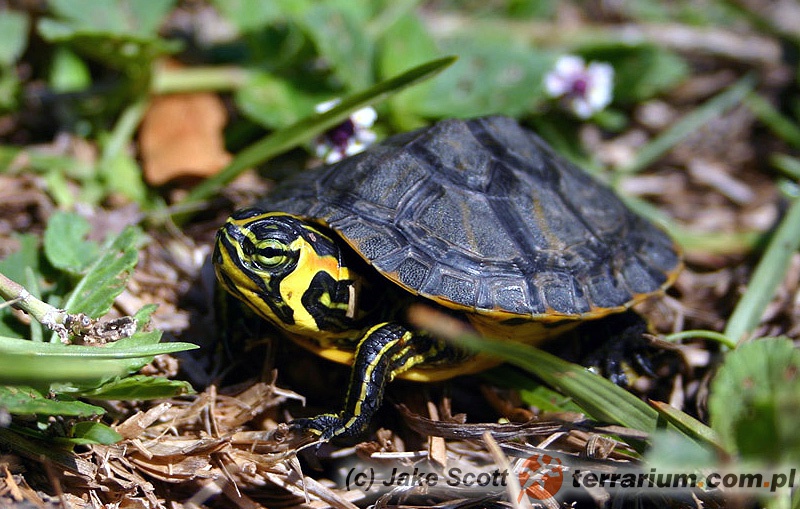 Trachemys scripta scripta x elegans