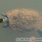 Trachemys scripta – żółw ozdobny