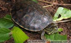 Trachemys scripta troostii – żółw żółtolicy